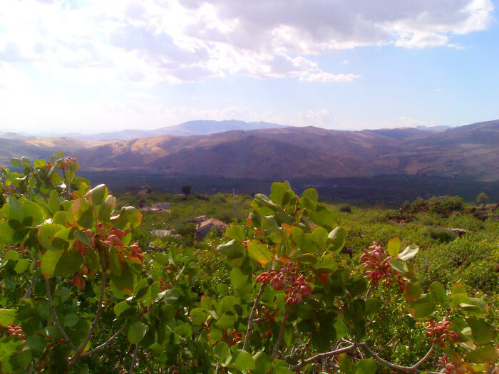 Pistachio Field