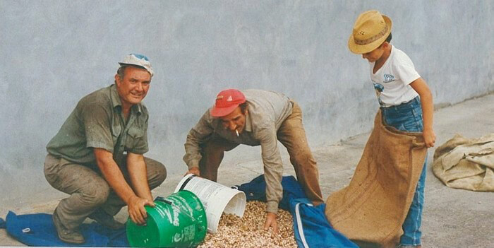 Team of harvesting pistachio bronte