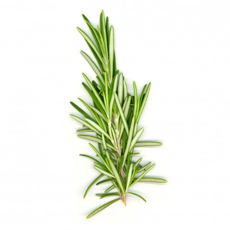 Rosemary Dried